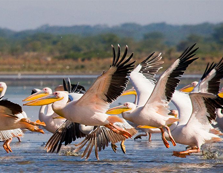 10-days-best-kenya-safari-adventures