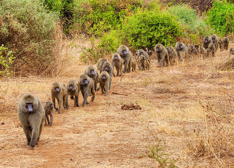 10-days-kenya-tanzania-amazing-wildlife-safari