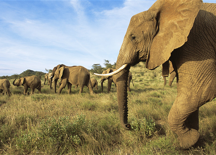 10-days-kenya-wildlife-adventure-safari