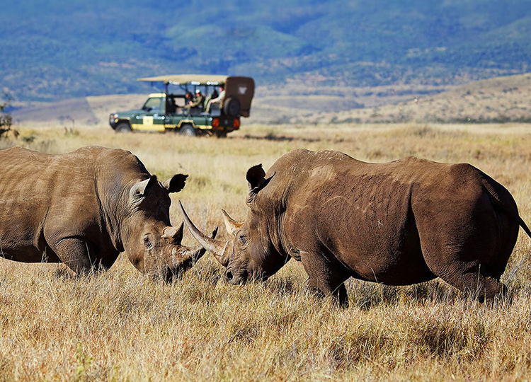 10-days-kenya-wildlife-adventure-safari