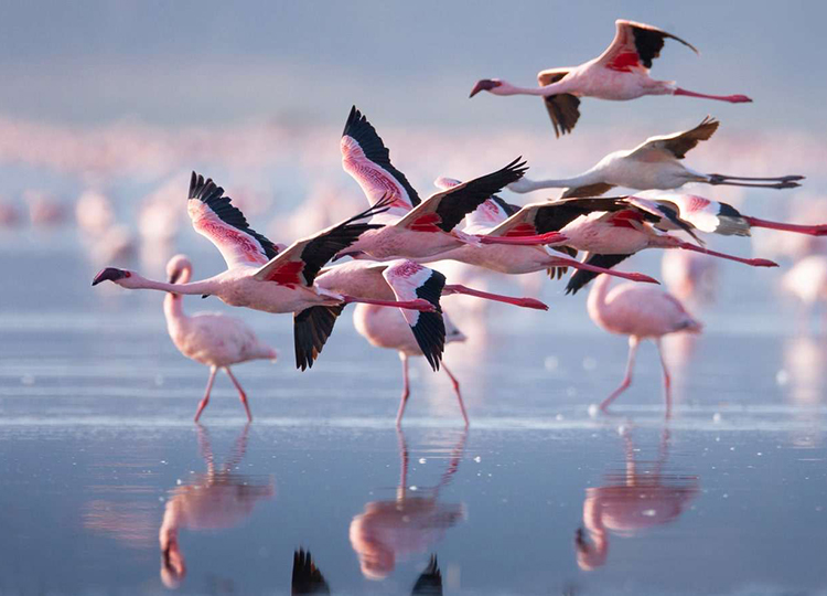 10-days-kenya-wildlife-adventure-safari