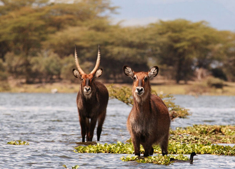 10-days-kenya-wildlife-adventure-safari