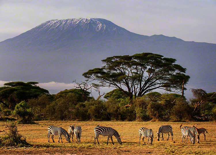 12-days-kenya-tanzania-wildlife-safari