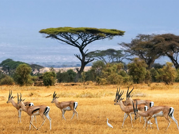 2-days-amboseli-national-park-safari