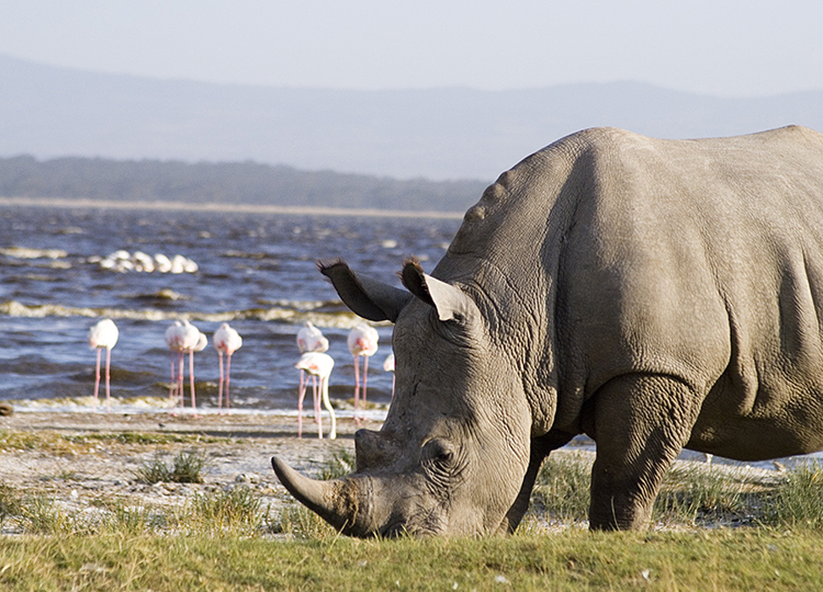 3-days-lake-nakuru-national-park-safari