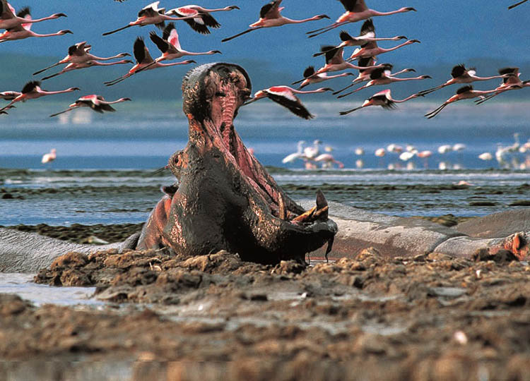5-days-samburu-lake-nakuru-and-lake-naivasha-safari