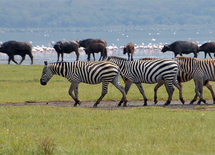 6-days-amboseli-aberdares-lake-nakuru-masai-mara-safari