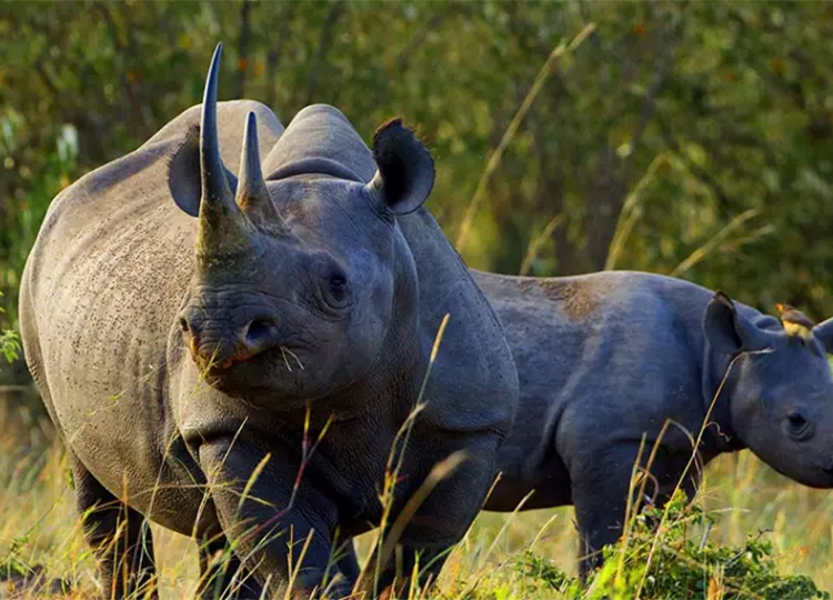 7-days-aberdares-samburu-lake-nakuru-masai-mara-safari