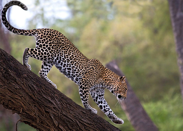 7-days-aberdares-samburu-lake-nakuru-masai-mara-safari