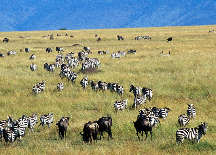 7-days-amboseli-lake-nakuru-masai-mara-safari