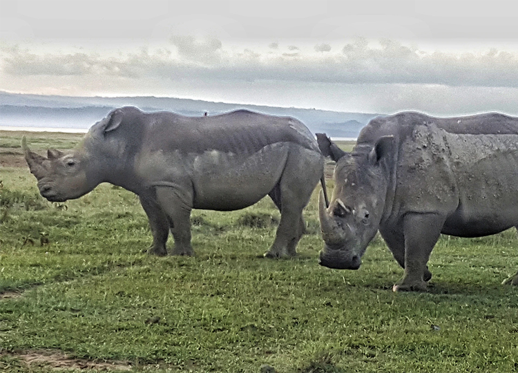 7-days-amboseli-lake-nakuru-masai-mara-safari