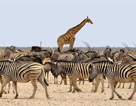 7-days-lake-nakuru-masai-mara-serengeti-ngorongoro-crater-safari