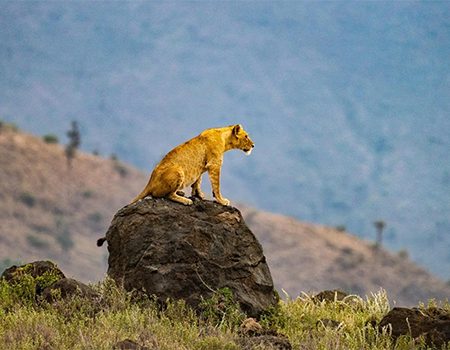7-days-lake-nakuru-masai-mara-serengeti-ngorongoro-crater-safari