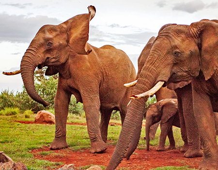 8-days-amboseli-samburu-aberdares-lake-nakuru-masai-mara-safari