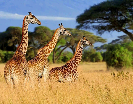 8-days-lake-nakuru-amboseli-lake-manayara-serengeti-ngorongoro-crater