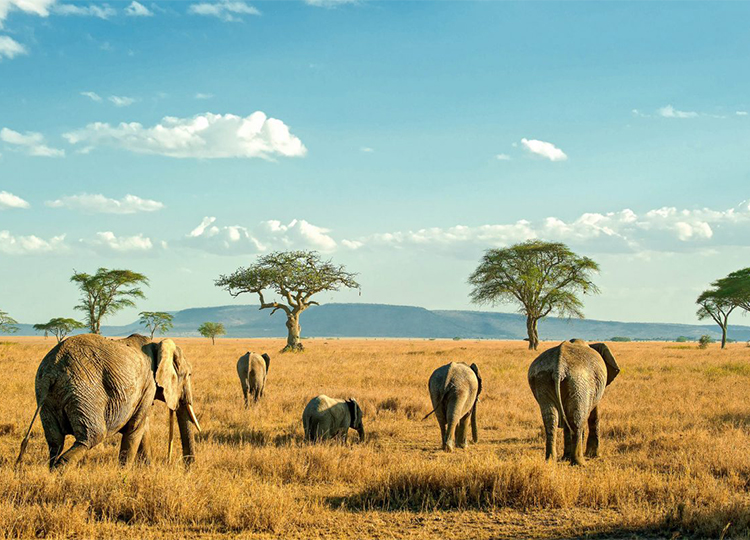 8-days-masai-mara-lake-nakuru-serengeti-ngorongoro-crater-safari
