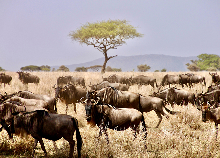 9-days-amboseli-serengeti-lake-manyara-ngorongoro-crater-safari