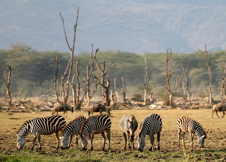 9-days-amboseli-serengeti-lake-manyara-ngorongoro-crater-safari