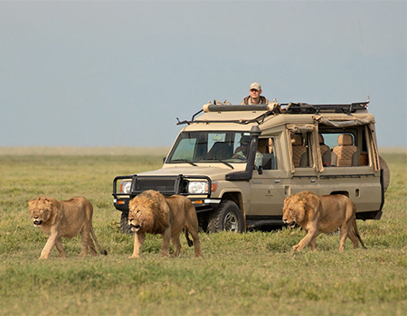 9-days-masai-mara-lake-nakuru-amboseli-serengeti-ngorongoro-crater-safari