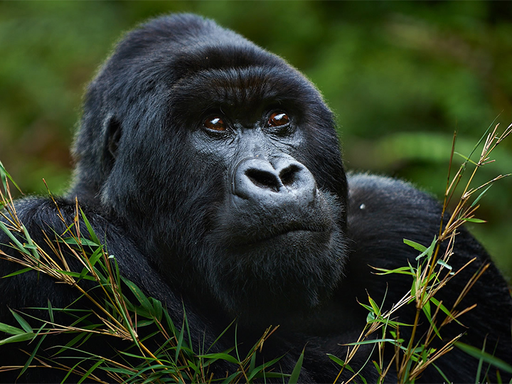 gorilla-safaris-bwindi-trek-safaris