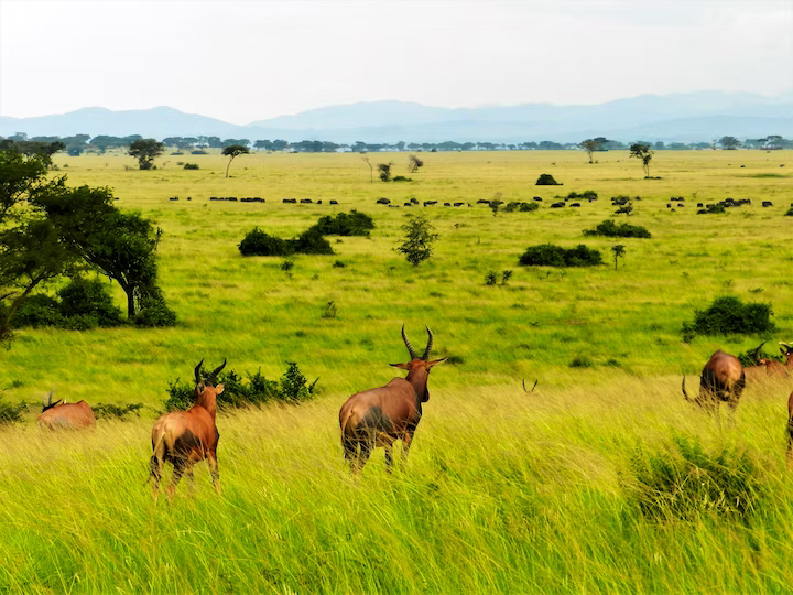queen-elizabeth-national-park-1